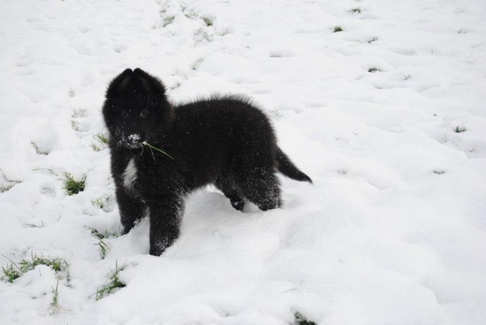 Pup van Kirsten in de sneeuw